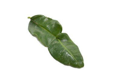 Beyaz arka plan üzerinde izole yaprak Güney Afrika'da bir kabile kireç