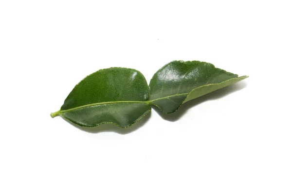 コブミカンの葉は、白い背景で隔離 — ストック写真