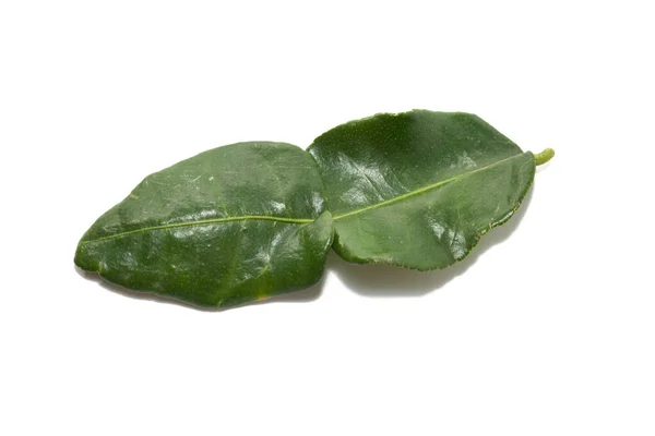 Kaffir lime blad isolerad på vit bakgrund — Stockfoto