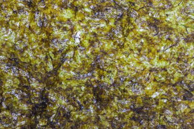 Beyaz arkaplandaki yosun örtüsünü kapat