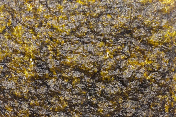 Close up of seaweed sheet on white background — Stock Photo, Image
