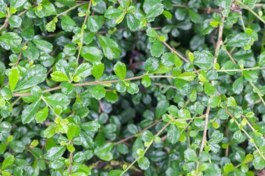 Beton yoldaki küçük ağaca yaklaş