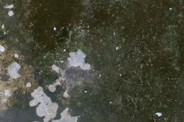 Фон текстуры лишайника на цементном полу — стоковое фото