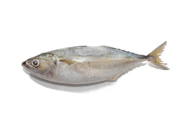 Close up of tuna fish on white background — 스톡 사진