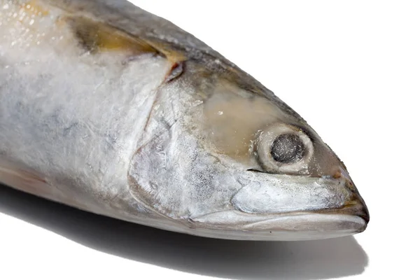 Zblízka tuňáka ryby na bílém pozadí — Stock fotografie