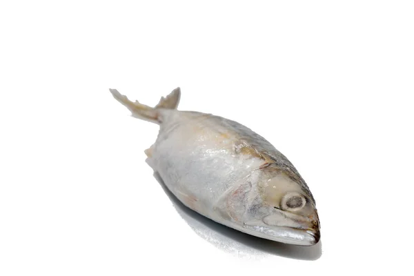 Nahaufnahme von Thunfisch auf weißem Hintergrund — Stockfoto