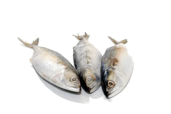 Close up of tuna fish on white background — 스톡 사진