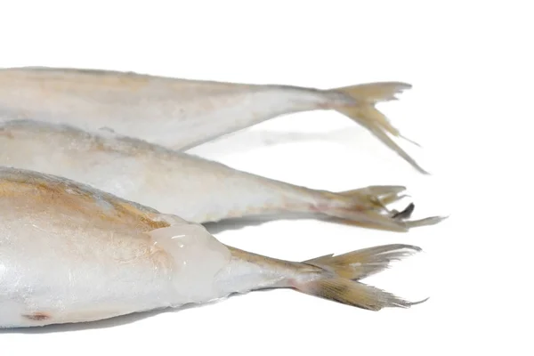 Zbliżenie tuńczyka na białym tle — Zdjęcie stockowe