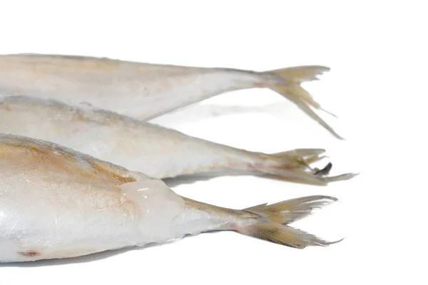 Close up of tuna fish on white background — ストック写真