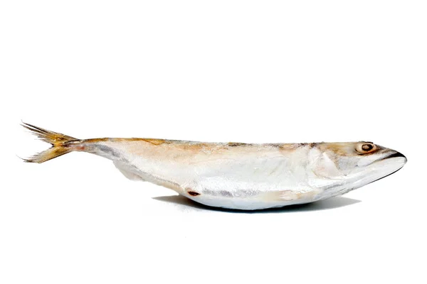 Közelről tonhal fehér háttér — Stock Fotó