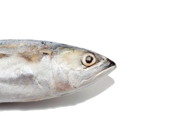 Close up of tuna fish on white background — Stock Photo, Image