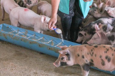feeding pig in farm and feed box clipart