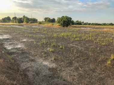 Tayland 'daki pirinç tarlasında sel felaketi