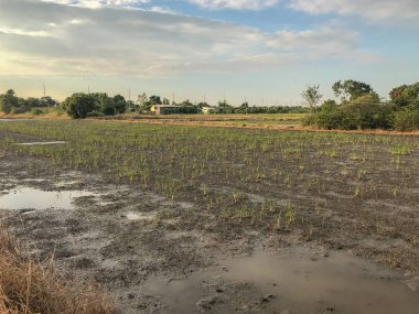 Tayland 'daki pirinç tarlasında sel felaketi