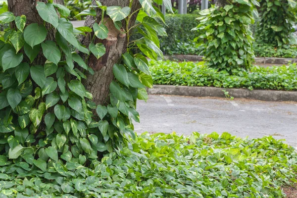 Verde dorado pathos cerca del árbol en Tailandia — Foto de Stock