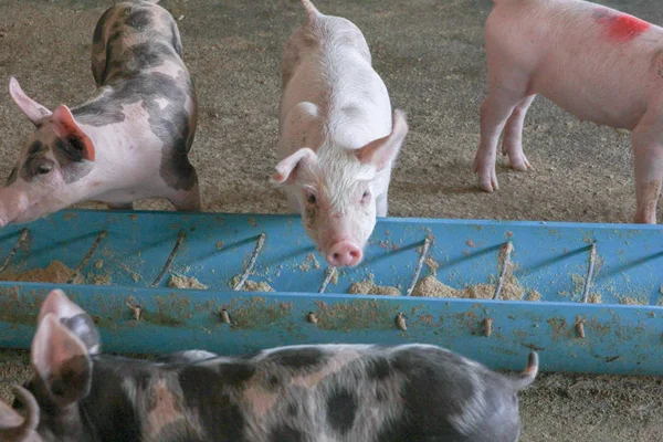 Nourrir le porc dans la ferme et la boîte d'alimentation — Photo