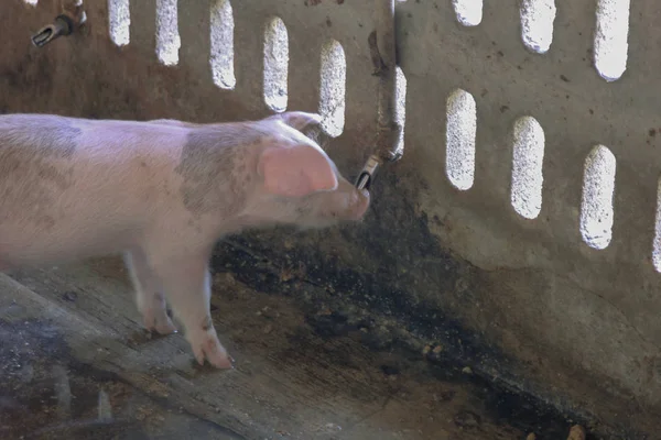 Piglet in the cage at the pig farm — 스톡 사진