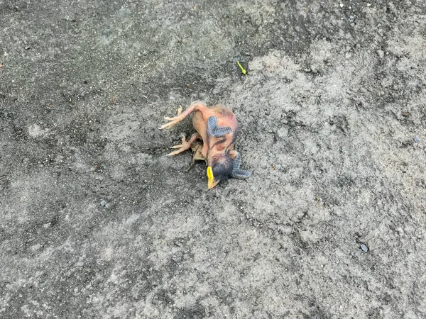 Close up de passarinho quase morte na rua — Fotografia de Stock