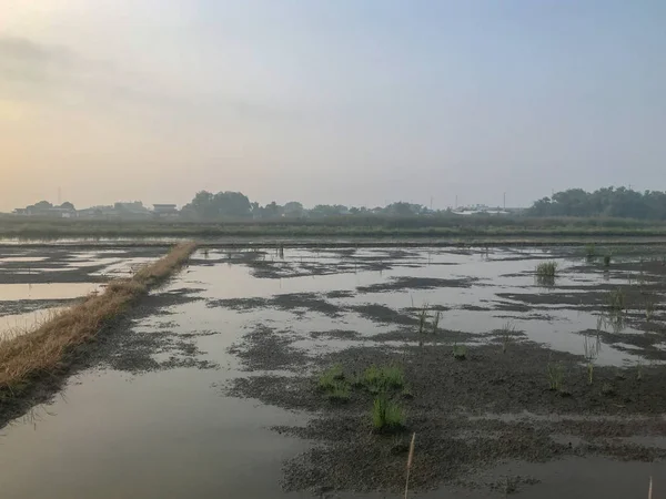 Inundação desastrosa no campo de arroz na Tailândia — Fotografia de Stock