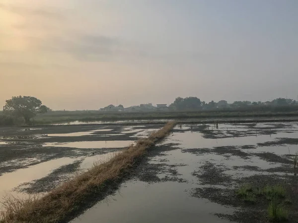 Inundação desastrosa no campo de arroz na Tailândia — Fotografia de Stock