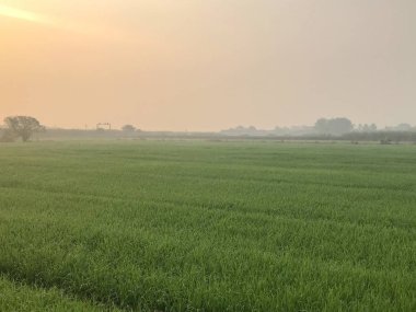 Sabah Tayland 'da pirinç tarlası