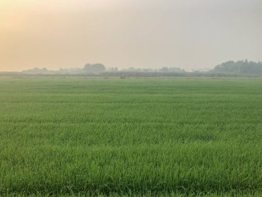 Sabah Tayland 'da pirinç tarlası