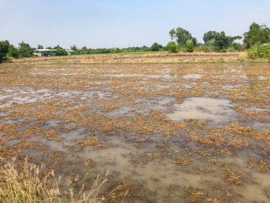 Tayland 'daki pirinç tarlasında sel felaketi