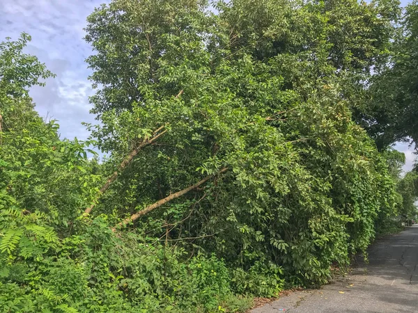 falling tree after storm disaster near the road