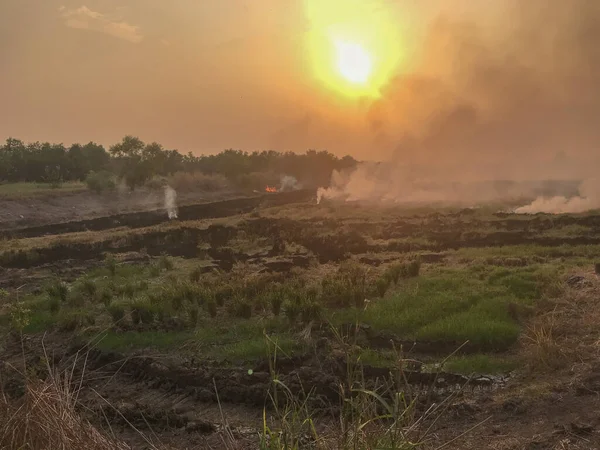 Fogo e fumaça no campo de arroz, poluição do ar — Fotografia de Stock