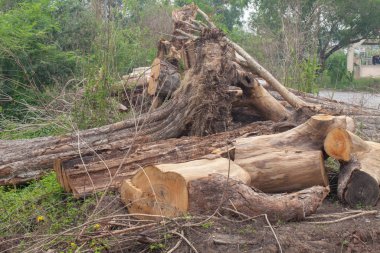Eski ahşap gövde dokusunu kapat.