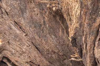 Eski ahşap gövde dokusunu kapat.