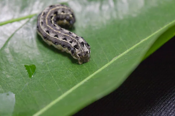 Close up of common cutworm on leaves — Stock Photo, Image