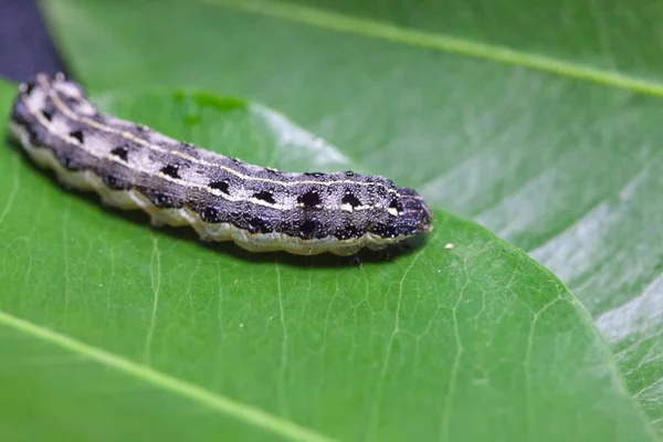 Yaprakların üzerindeki solucana yakın dur.