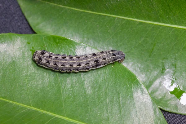 Close up of common cutworm on leaves — Stock Photo, Image