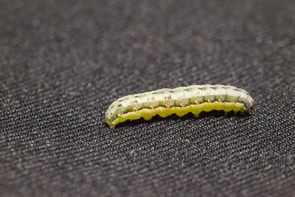 Close up of Beet armyworm on black background — Stock Photo, Image