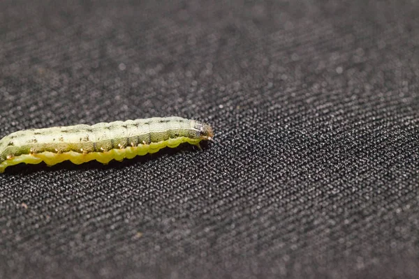 Close up of Beet armyworm on black background — Stock Photo, Image