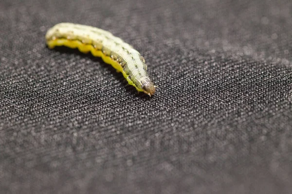 Közeli-ból Beet armyworm fekete háttér — Stock Fotó