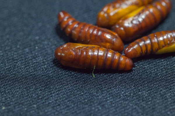 Pupa of cotton bollworm on black background — Stock Photo, Image