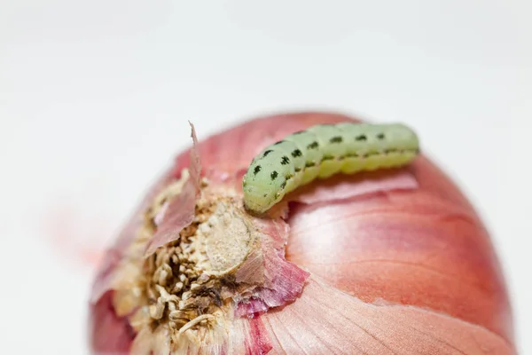 Close up of cotton bollworm on onion — Stock Photo, Image