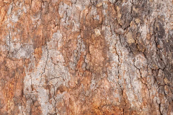 Primer plano de la textura del tronco de madera vieja — Foto de Stock