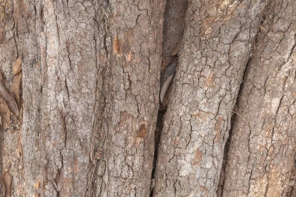 Eski ahşap gövde dokusunu kapat. — Stok fotoğraf