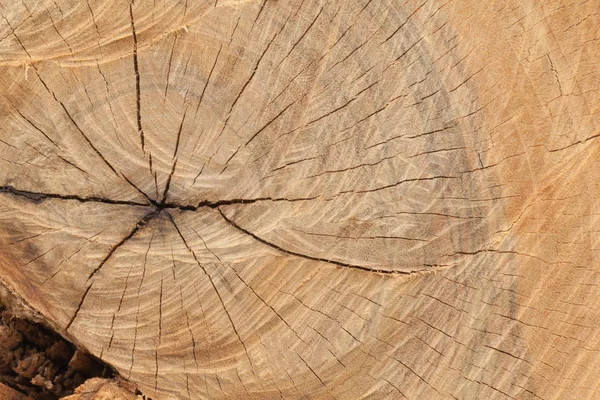Primer plano de la vieja textura de madera cortada — Foto de Stock