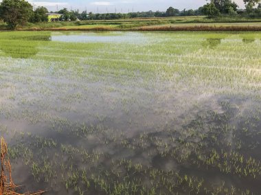 Tayland 'da düşen pirinç tarlasını sel bastı