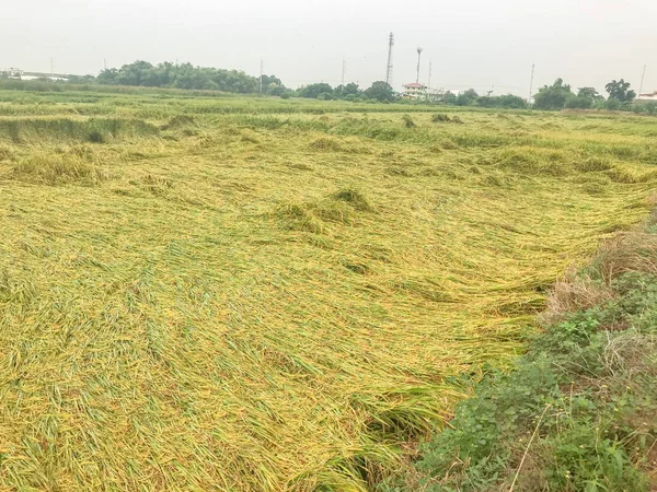 Rice fall down in field from windy — Stock Photo, Image