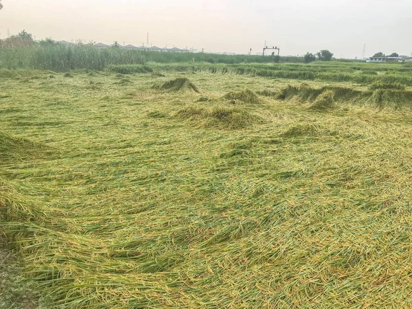Rice fall down in field from windy — Stock Photo, Image