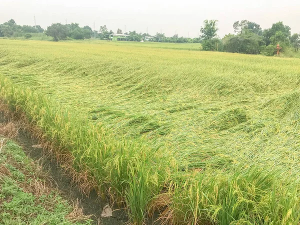 Rice fall down in field from windy — Stock Photo, Image