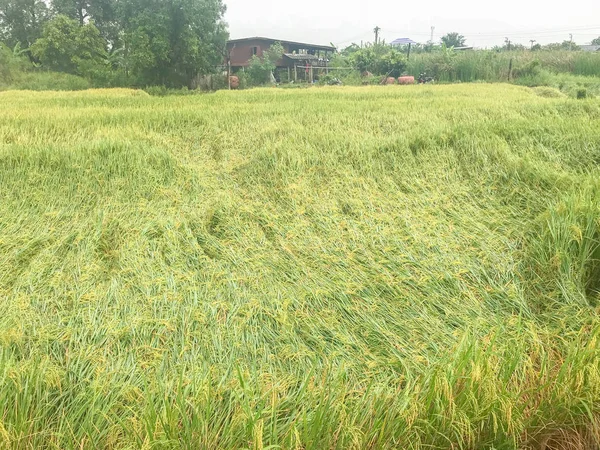 Ρύζι πέφτουν στο χωράφι από τον άνεμο — Φωτογραφία Αρχείου