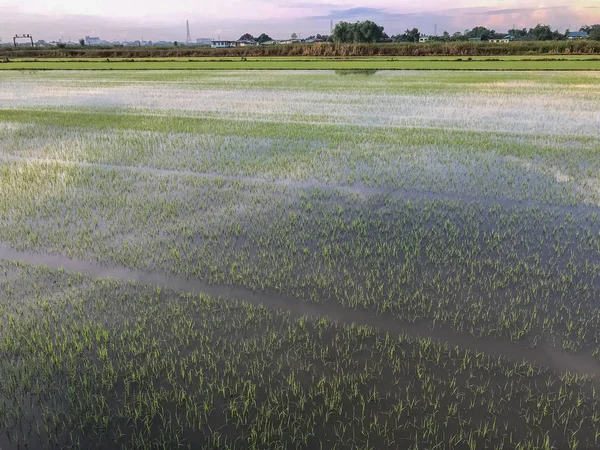 Flood in falling rice field at thailand — 스톡 사진