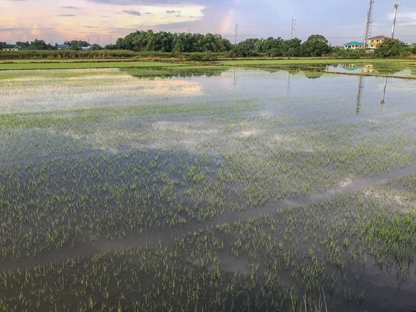 Наводнение на падающем рисовом поле в Таиланде — стоковое фото