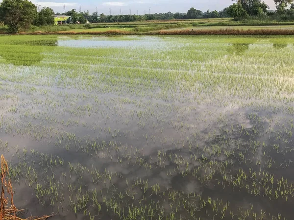 Flood in falling rice field at thailand — 스톡 사진